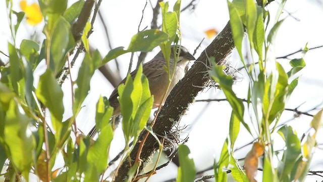 Oaxaca Sparrow - ML646820185