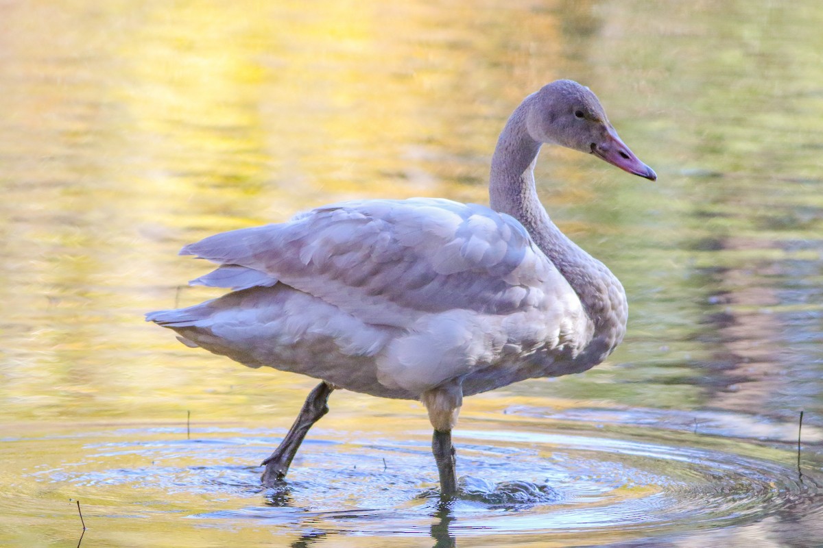 Tundra Swan - ML646820187