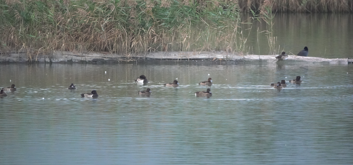 Tufted Duck - ML646820190