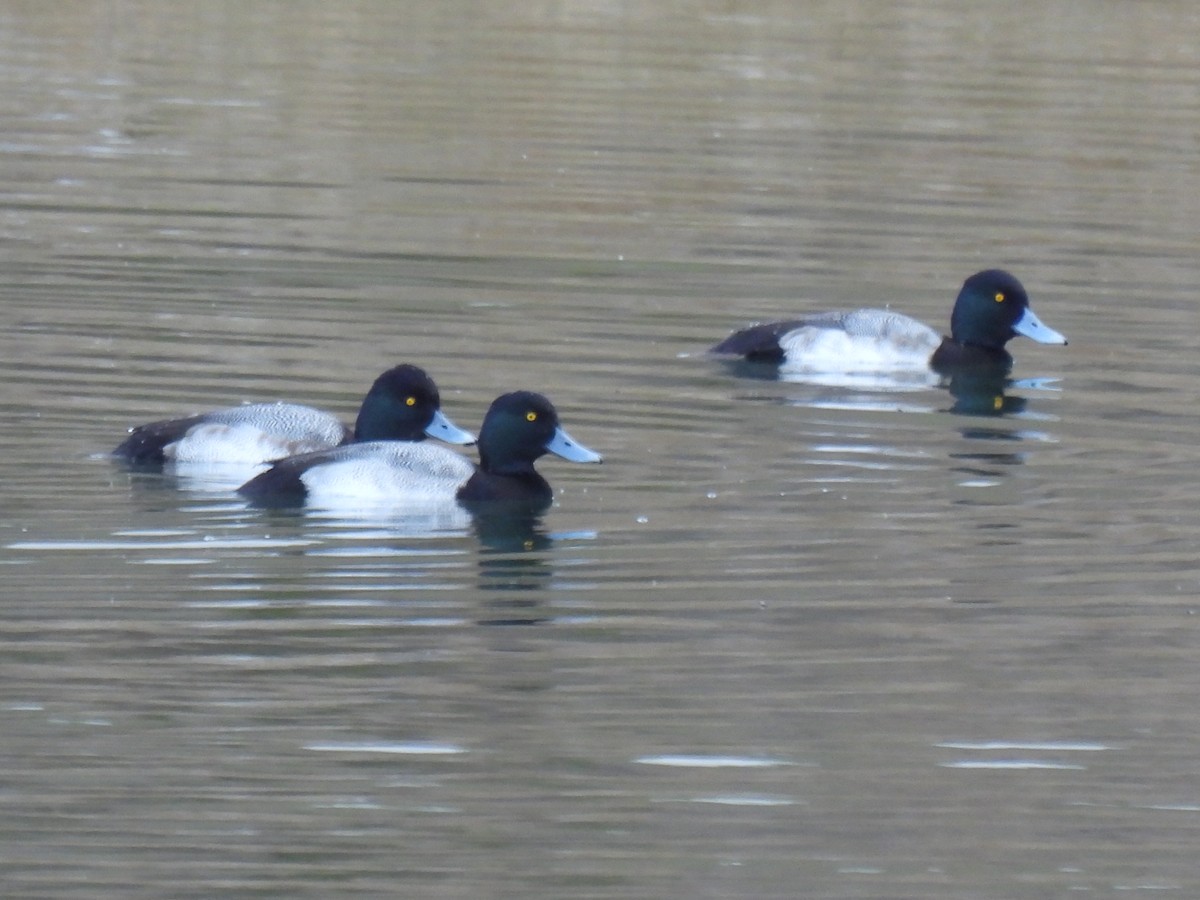 Lesser Scaup - ML646820193