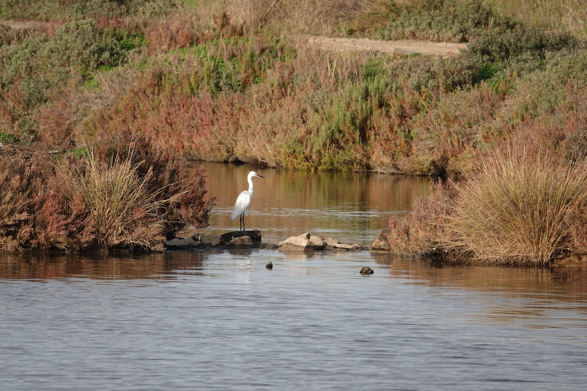 Малая белая цапля - ML646820195