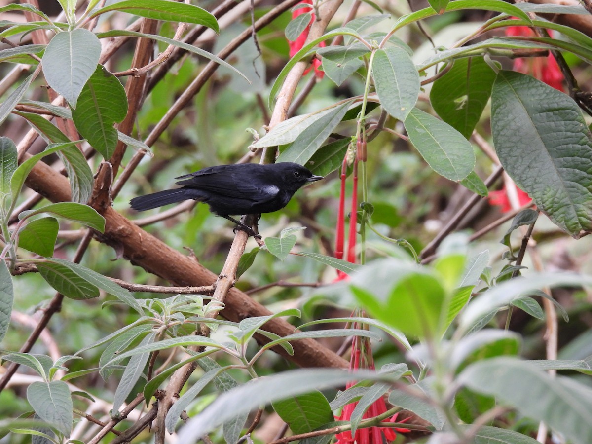 Kara Çiçekdelen - ML646820196