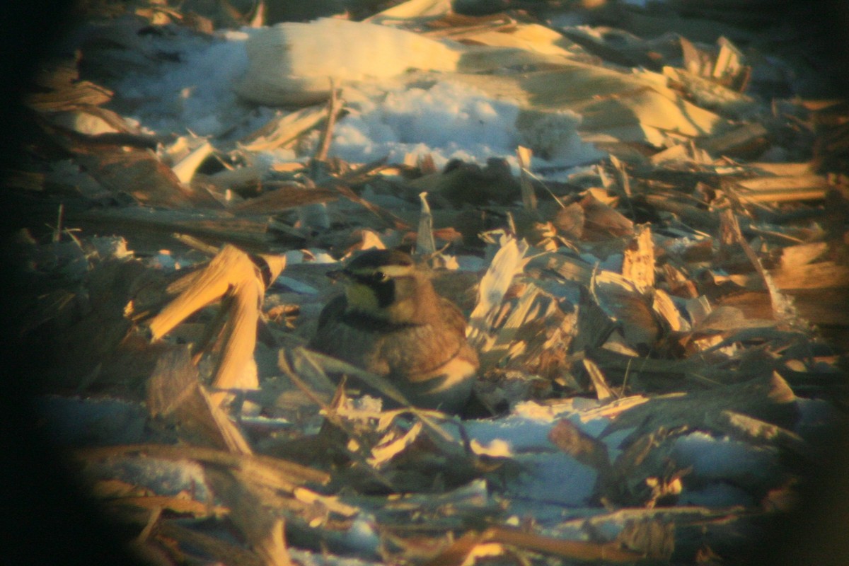 Horned Lark - ML646820203