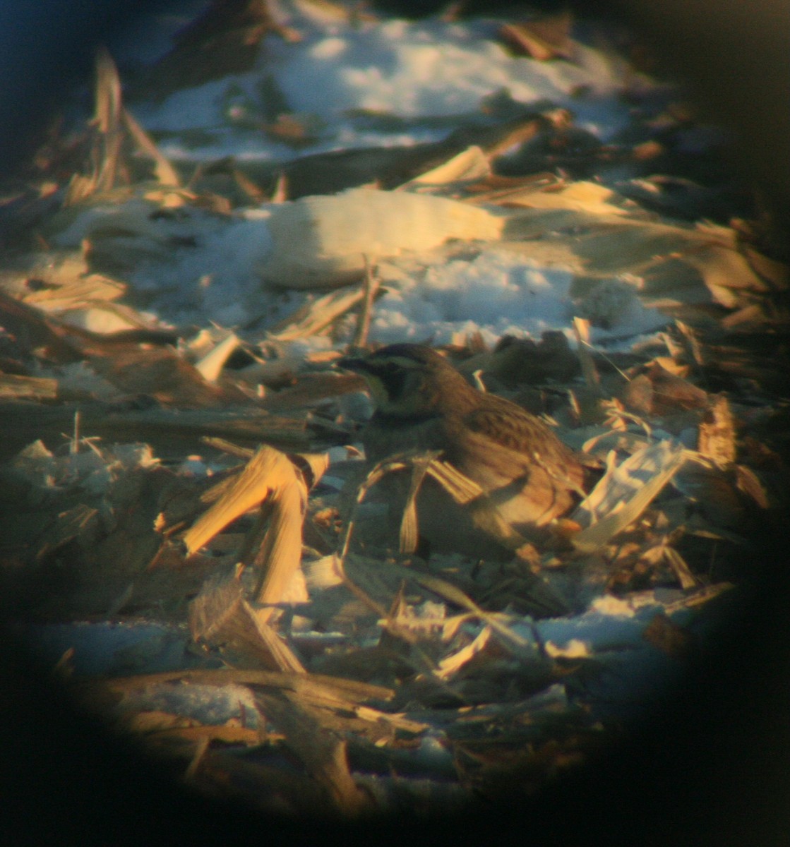 Horned Lark - ML646820204