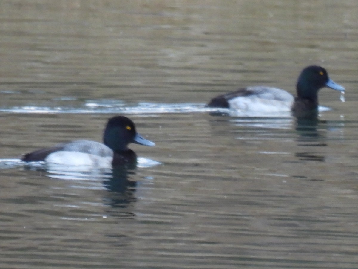 Lesser Scaup - ML646820205