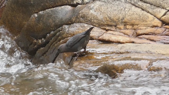 gråfossekall - ML646820206