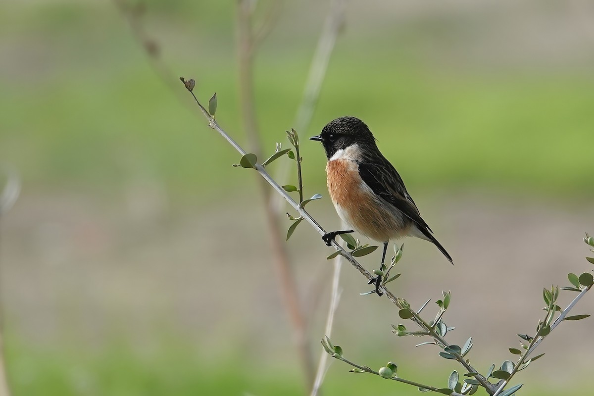 European Stonechat - ML646820210