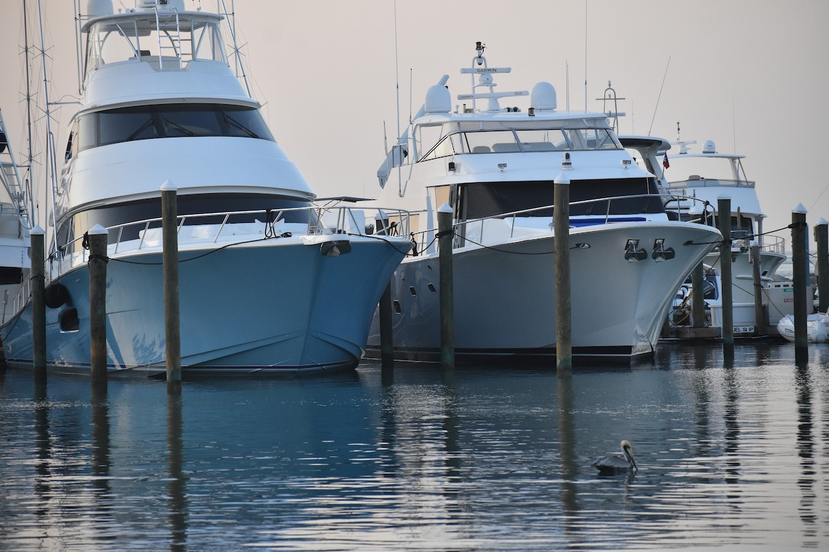 Brown Pelican - ML646820212