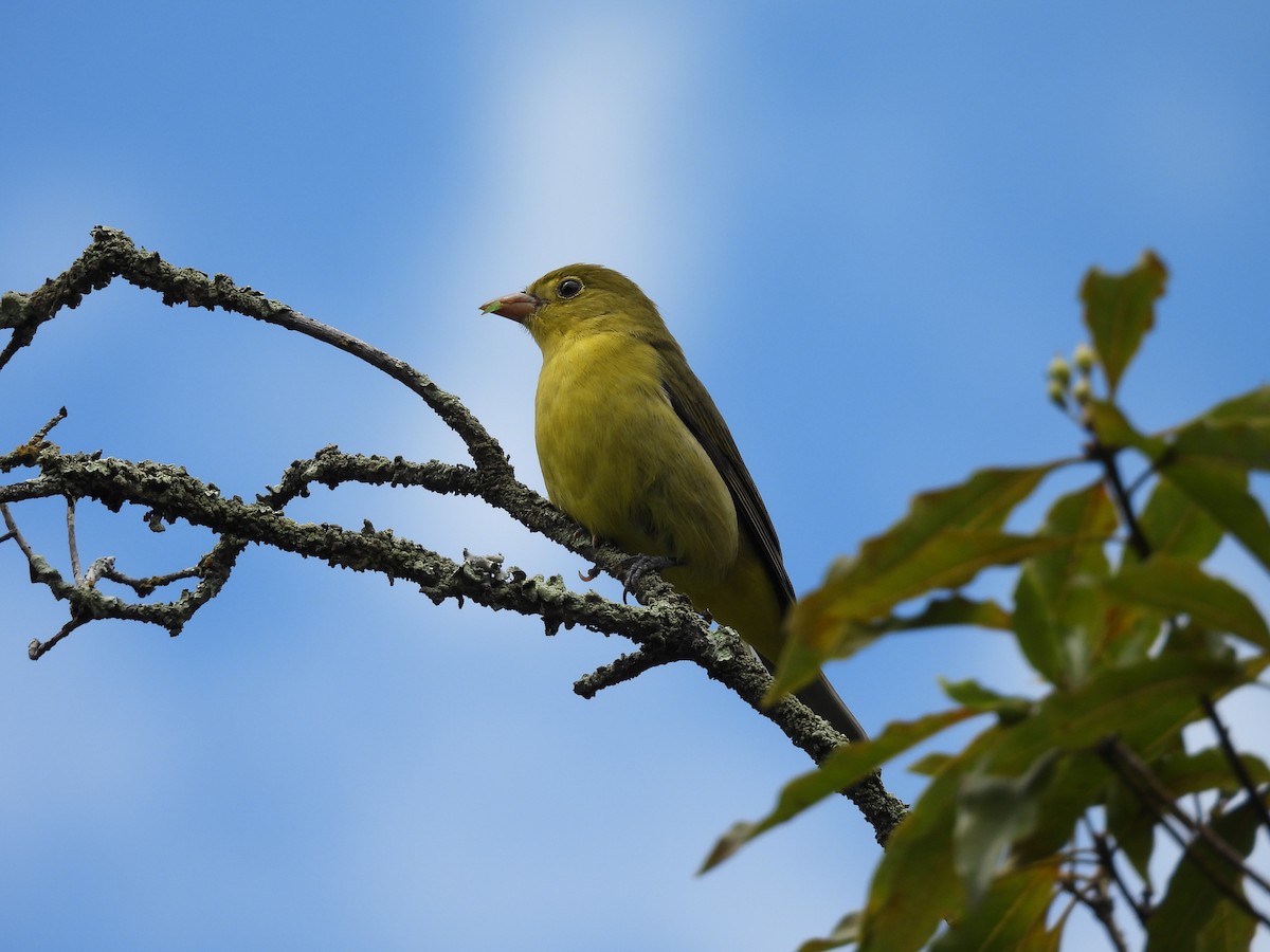 Kara Kanatlı Piranga - ML646820214