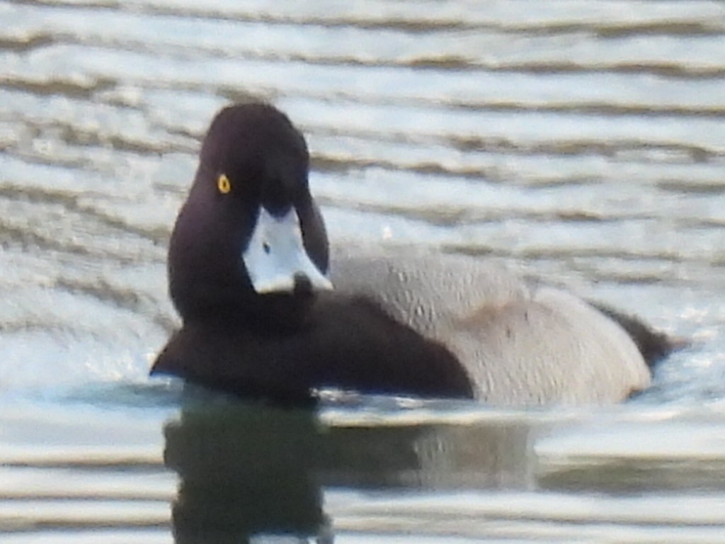 Lesser Scaup - ML646820216