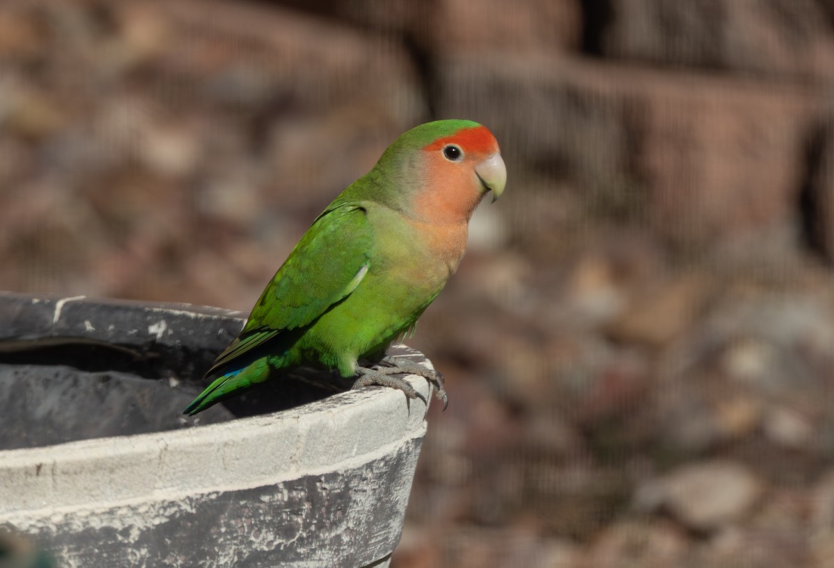 Inseparabile facciarosa - ML646820218