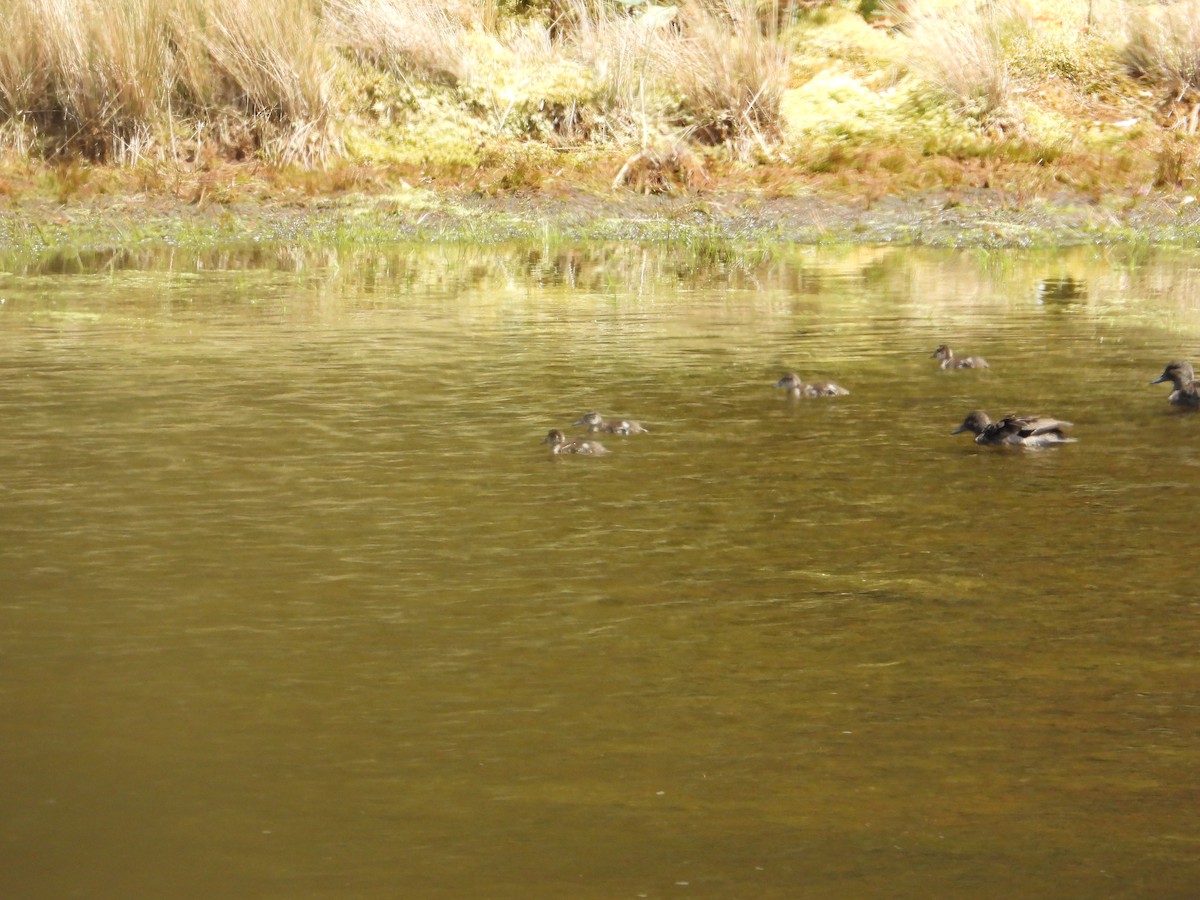 Andean Teal - ML646820220