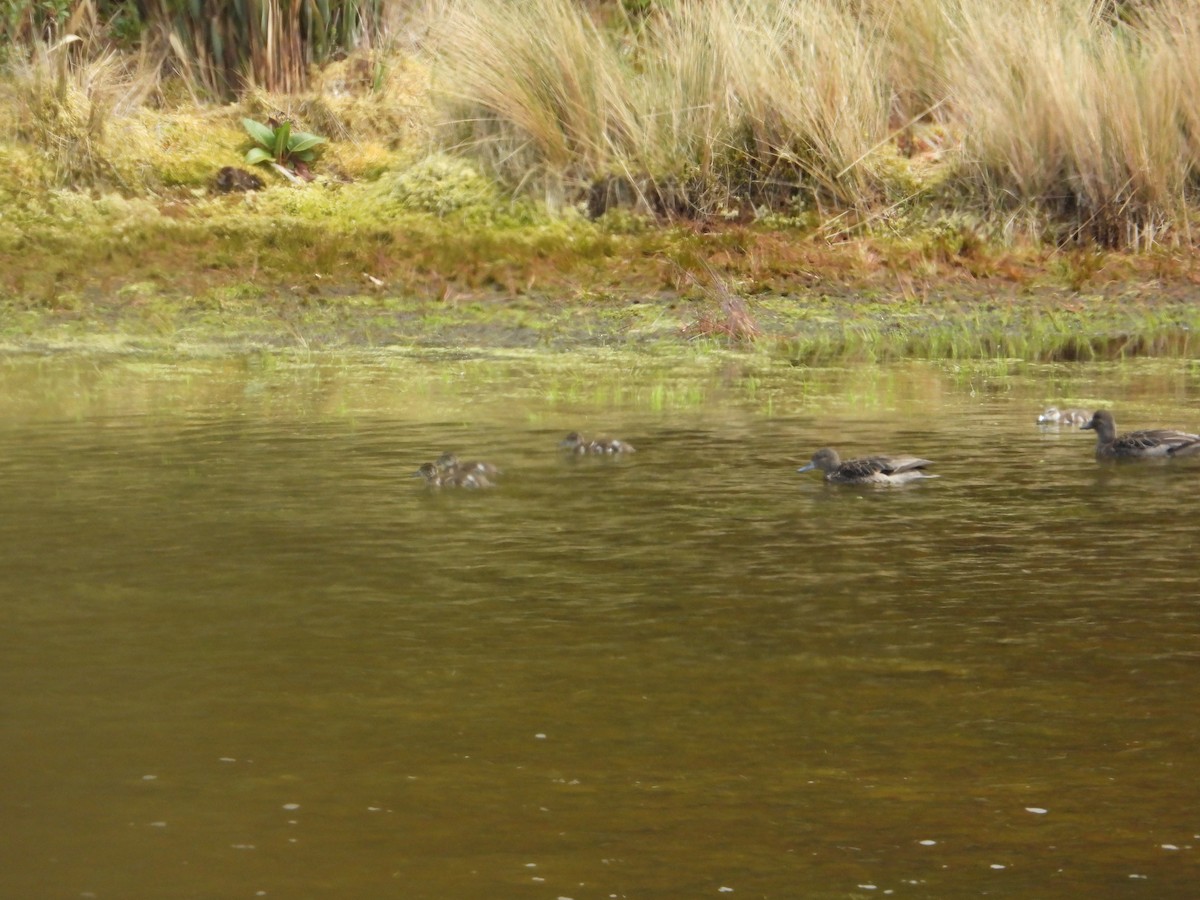 Andean Teal - ML646820221
