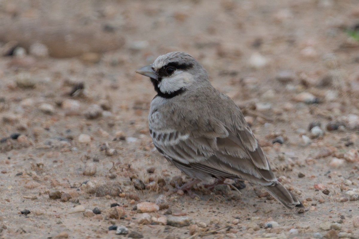 Ashy-crowned Sparrow-Lark - ML646820222