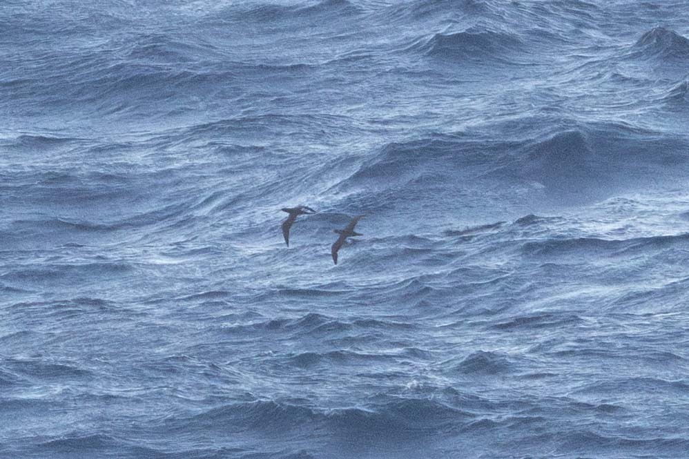 Brown Booby - ML646820223