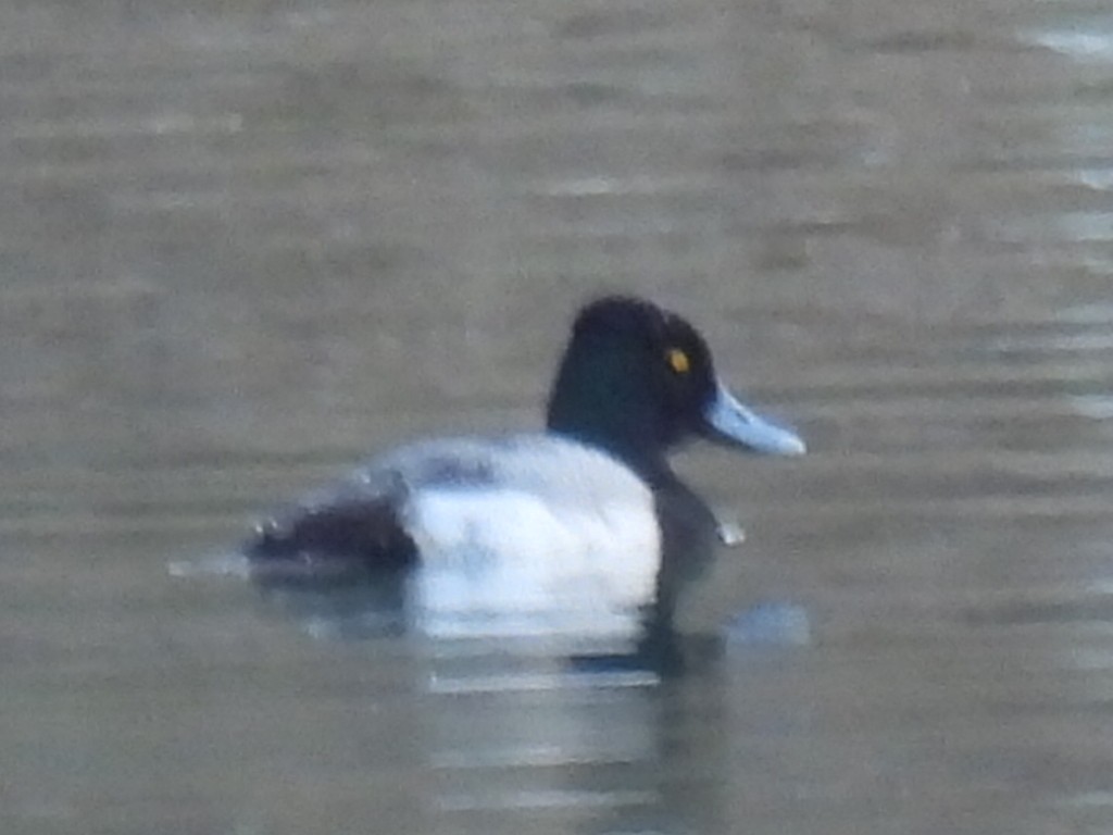 Lesser Scaup - ML646820225