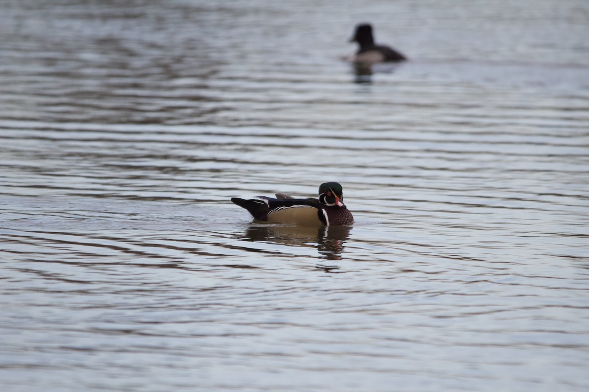 Wood Duck - ML646820226