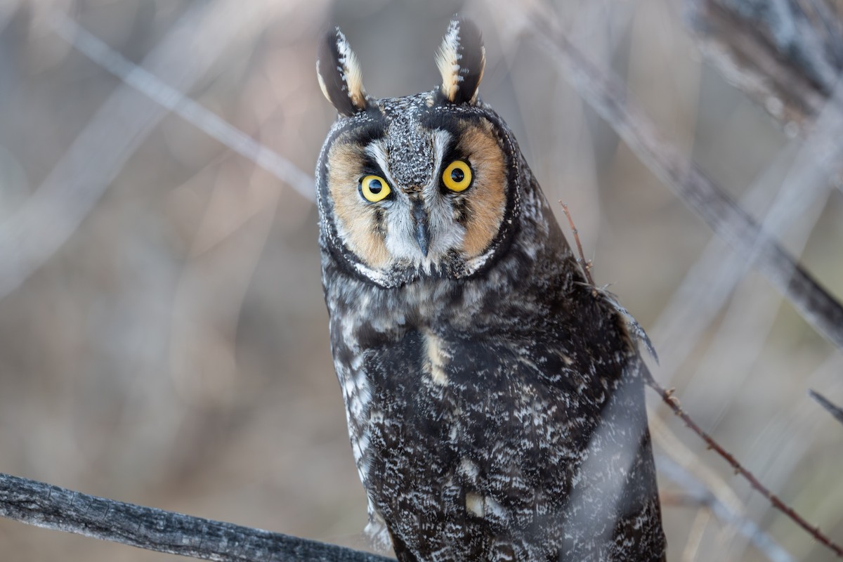 Hontz ertaina - ML646820227