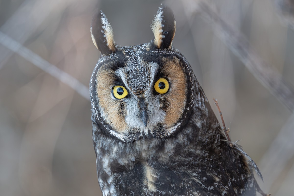 Hontz ertaina - ML646820229