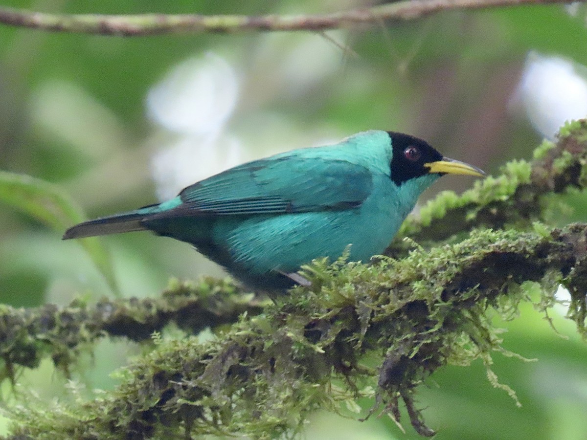 Mielerito Verde - ML646820230