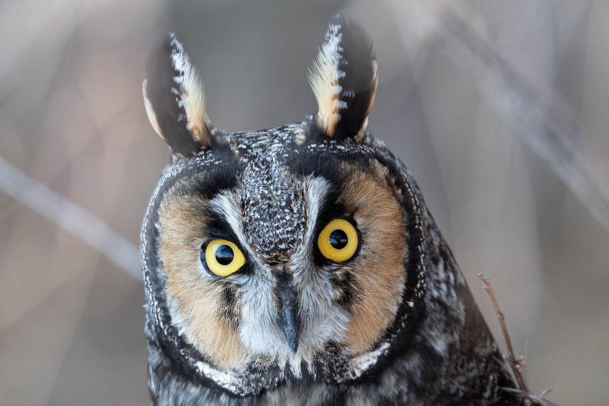 Hontz ertaina - ML646820232