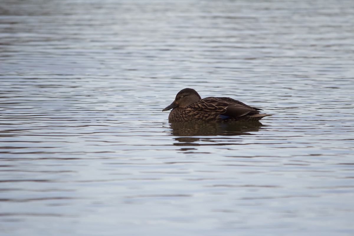 Mallard - ML646820234