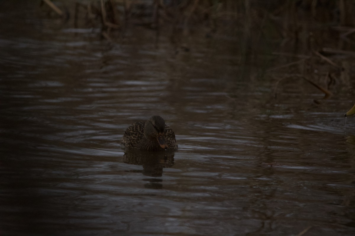 Mallard - ML646820235