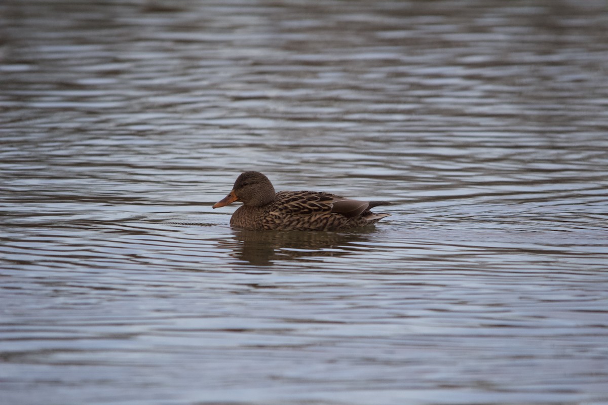 Mallard - ML646820236