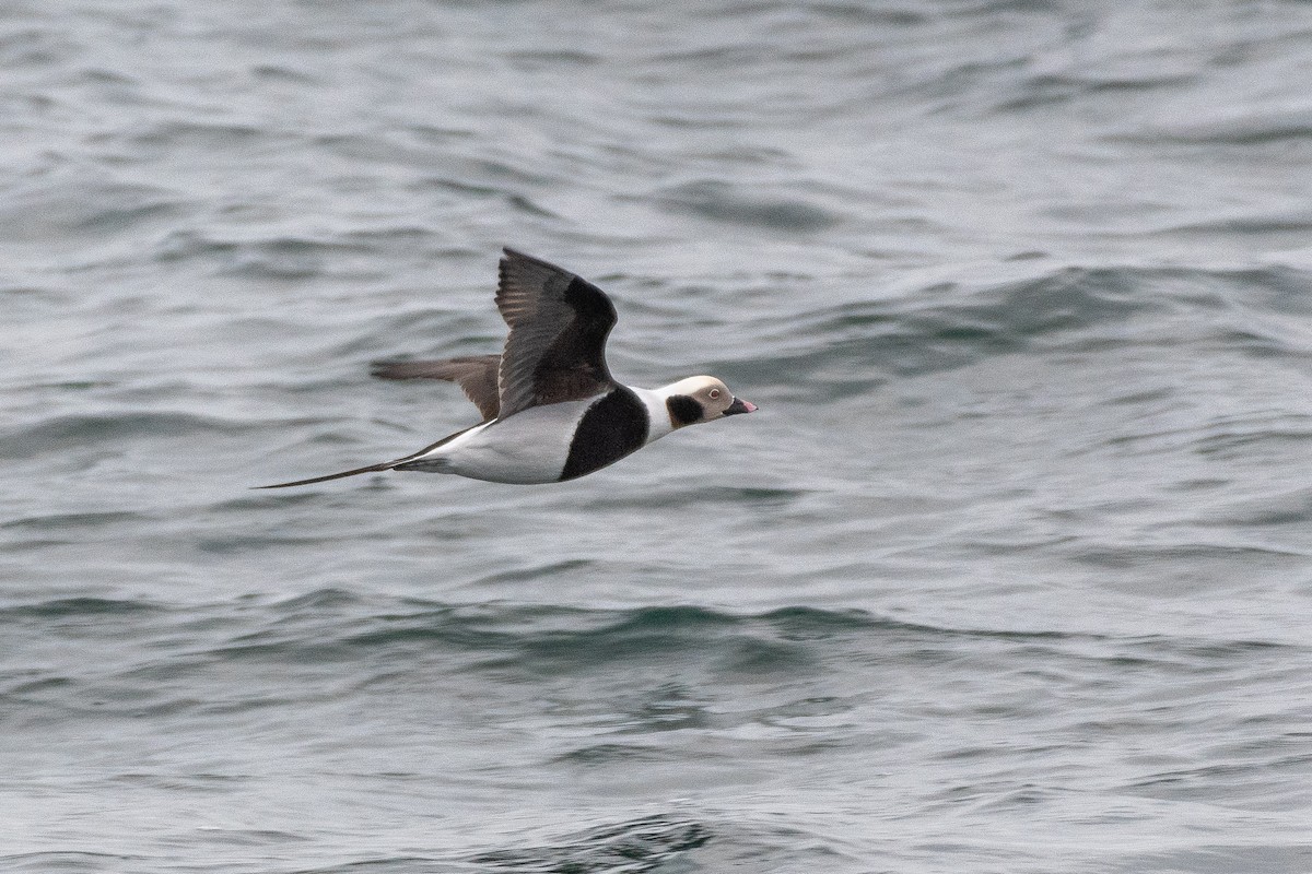 Long-tailed Duck - ML646820237