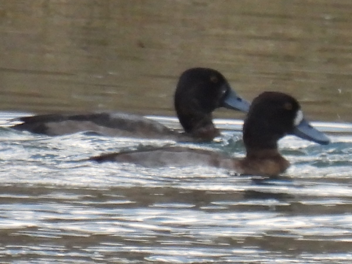 Lesser Scaup - ML646820238