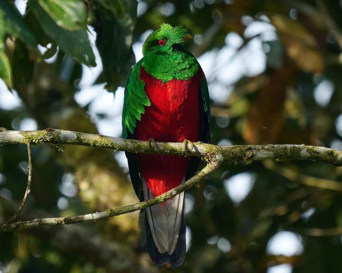 Crested Quetzal - ML646820239