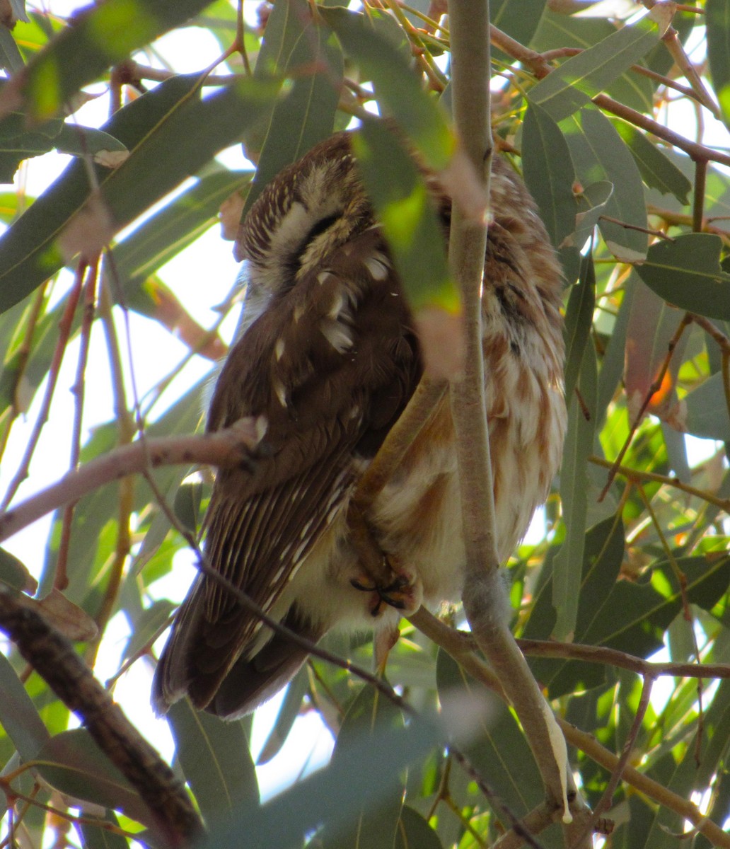 Northern Saw-whet Owl - ML646820240
