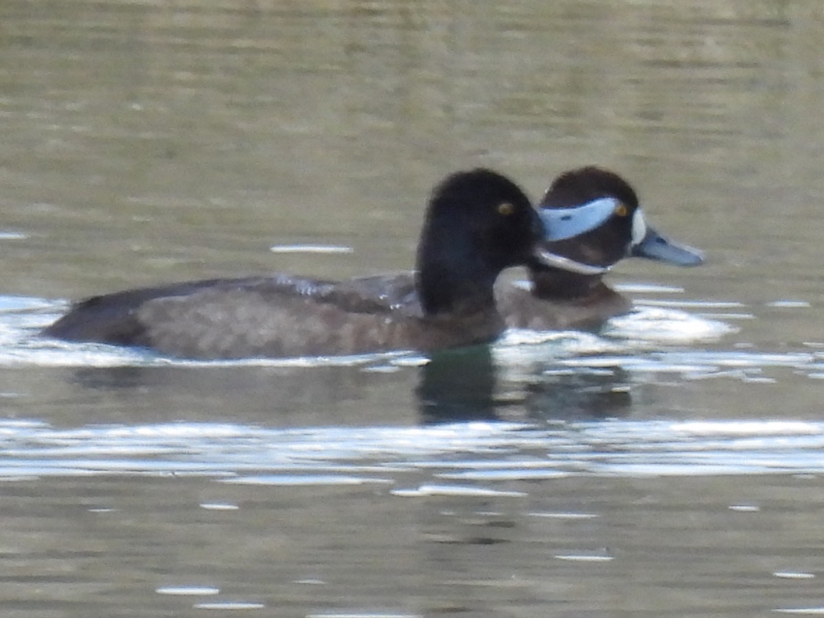 Lesser Scaup - ML646820241