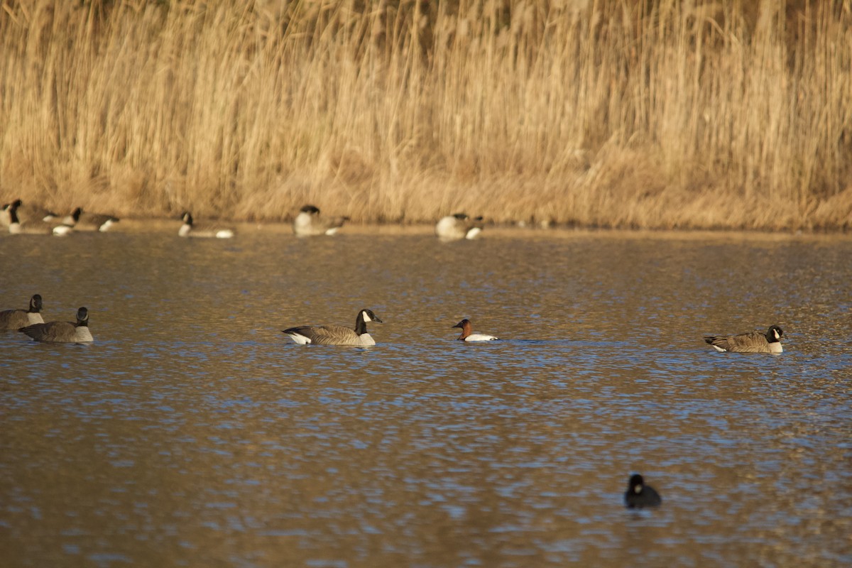Canvasback - ML646820243