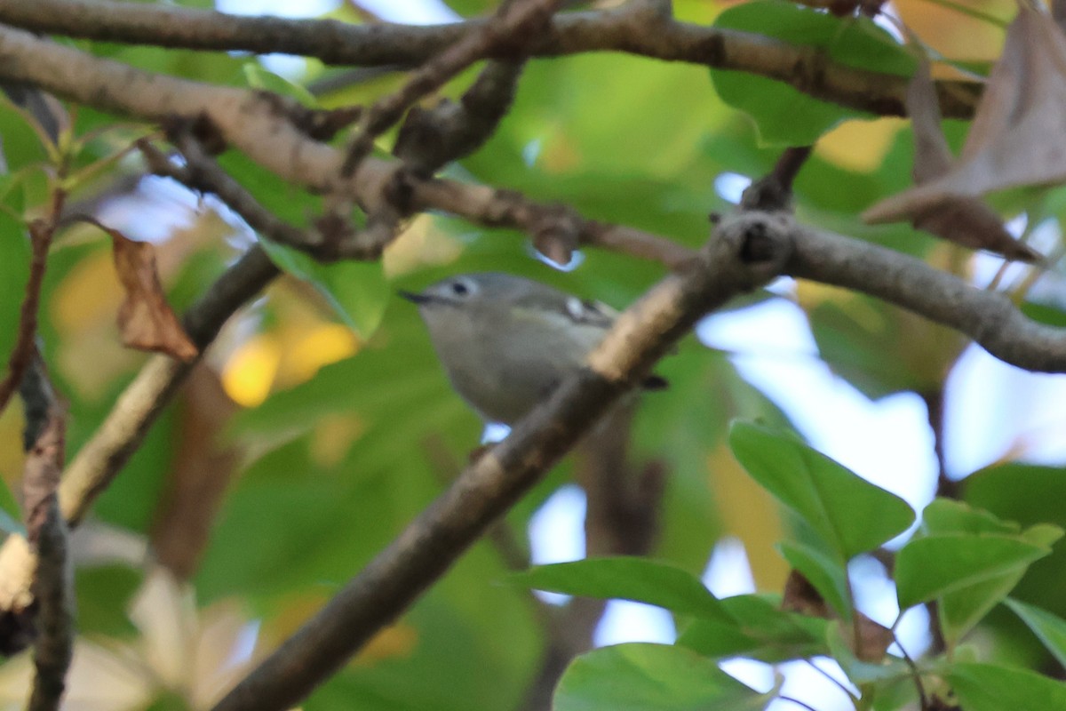 Goldcrest - ML646820244