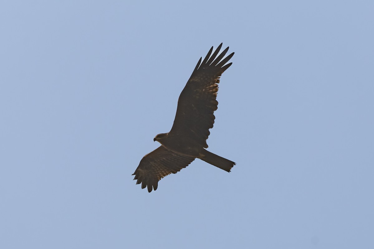 Western Marsh Harrier - ML646820245