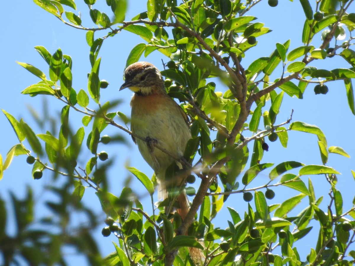 Chotoy Spinetail - ML646820246