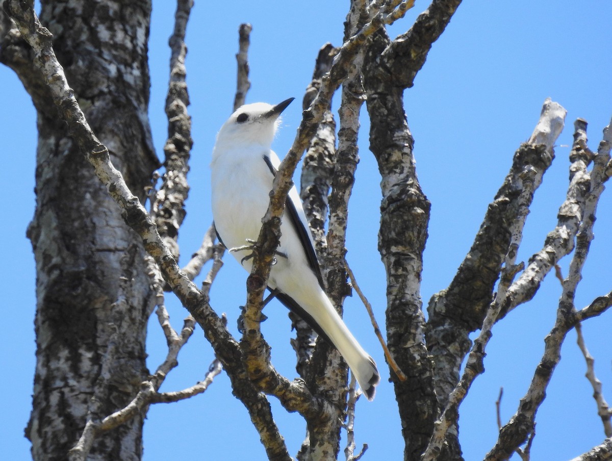White Monjita - ML646820249