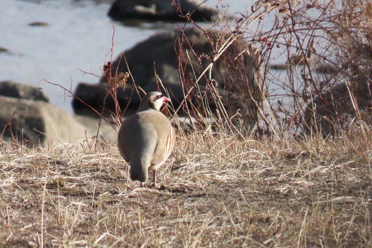 Chukar - ML646820251
