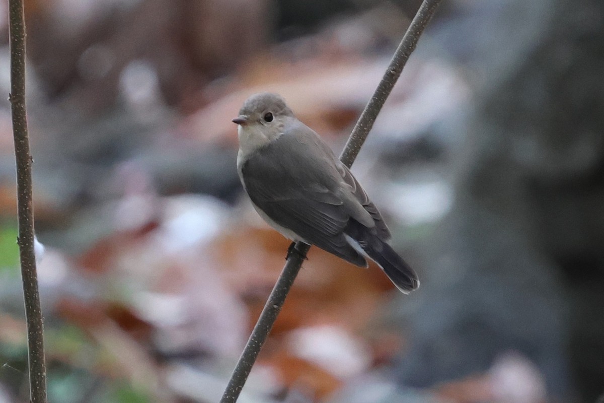 dvergfluesnapper - ML646820252