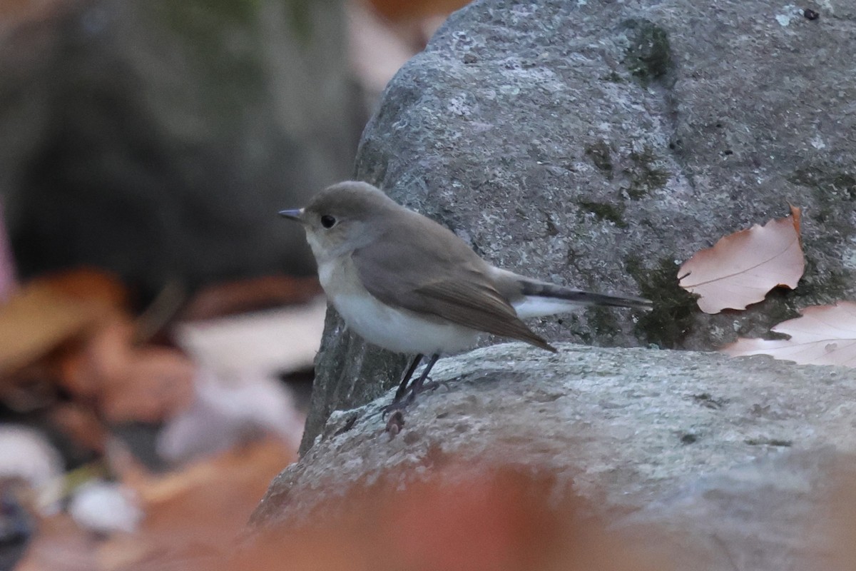 dvergfluesnapper - ML646820253