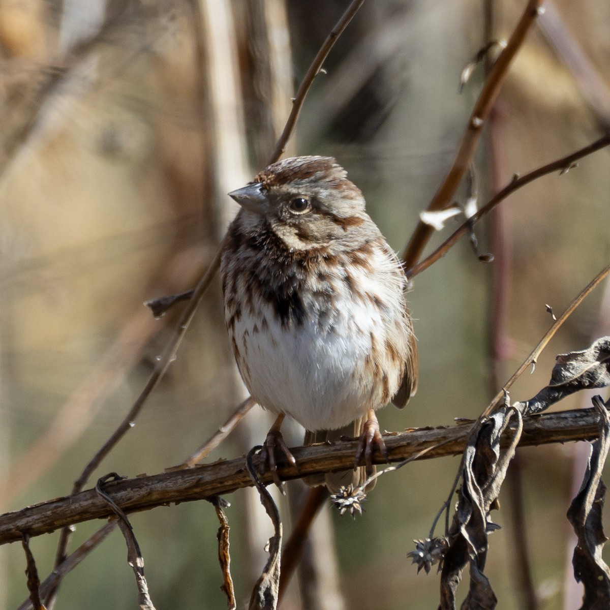 Bruant chanteur - ML646820254
