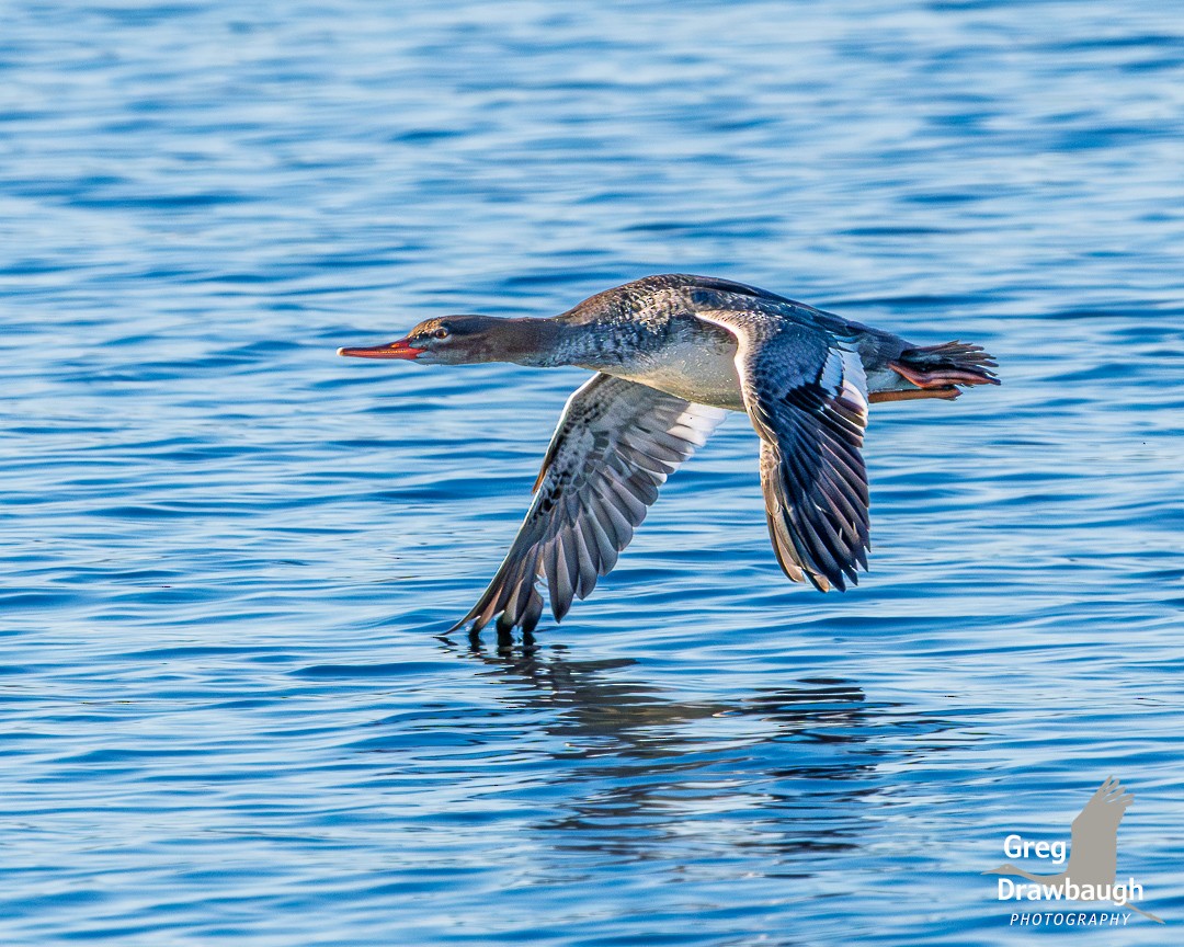 Red-breasted Merganser - ML646820257