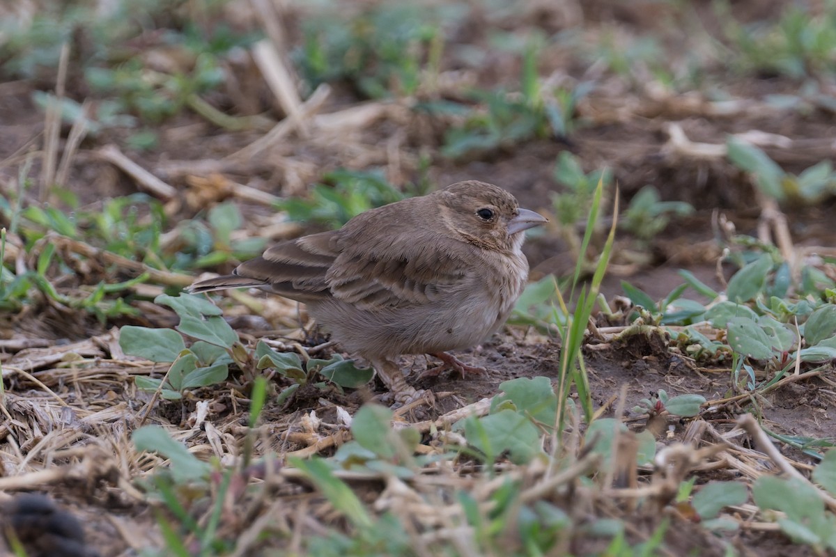 Ashy-crowned Sparrow-Lark - ML646820258