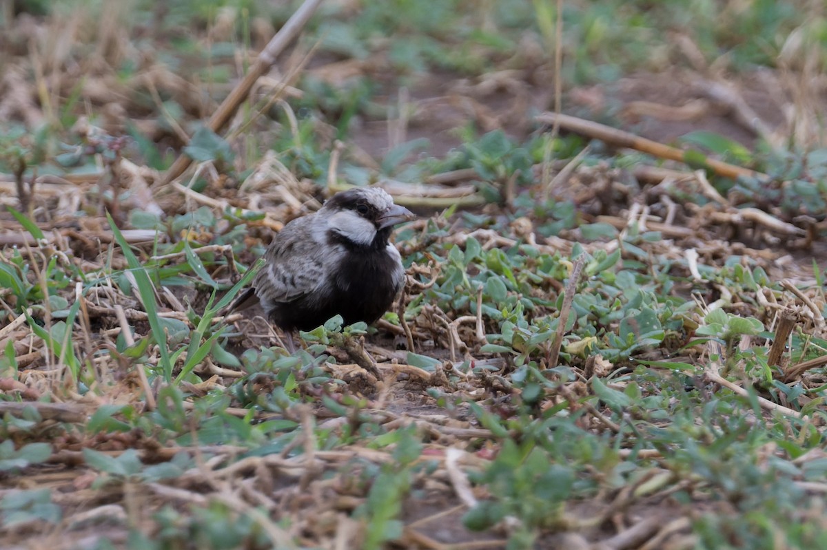 Ashy-crowned Sparrow-Lark - ML646820259