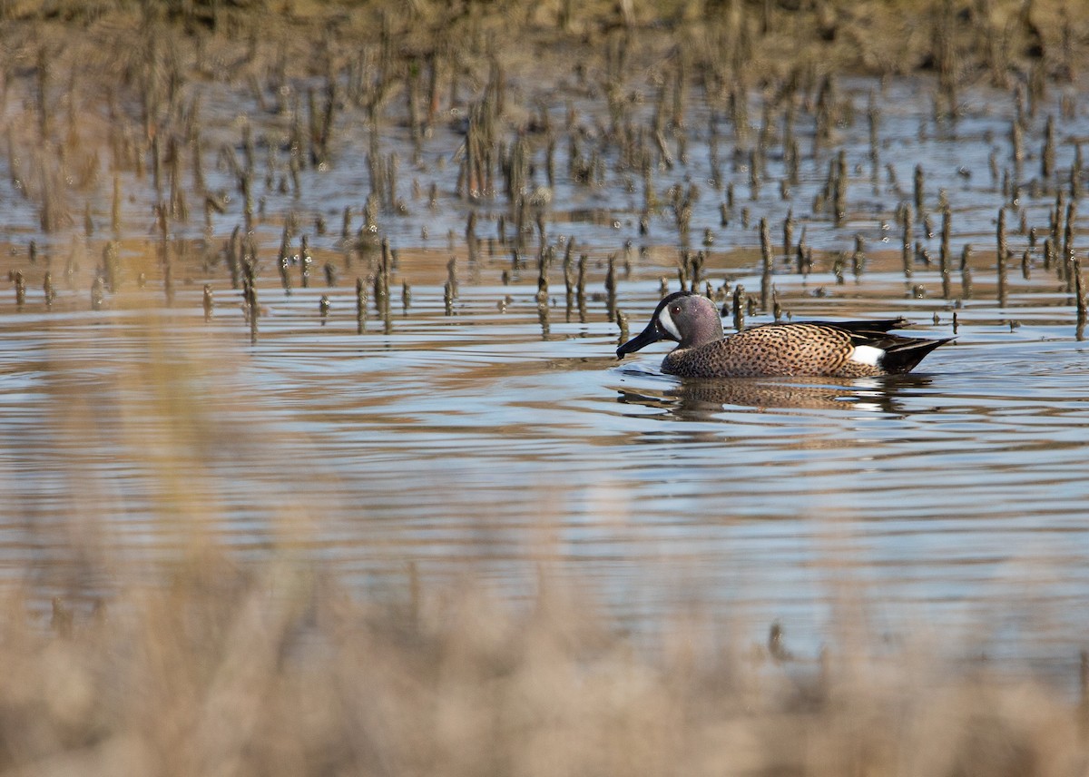 Blue-winged Teal - ML646820264