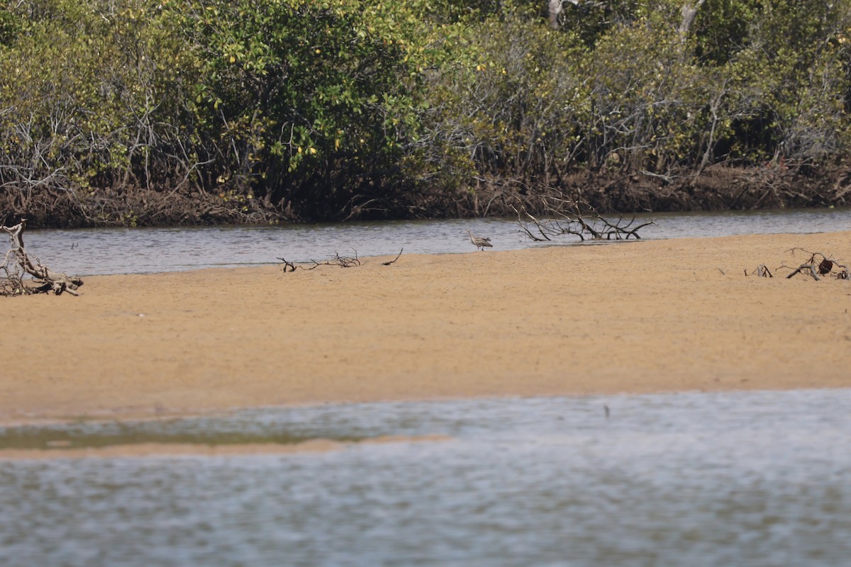 Eurasian Whimbrel - ML646820265