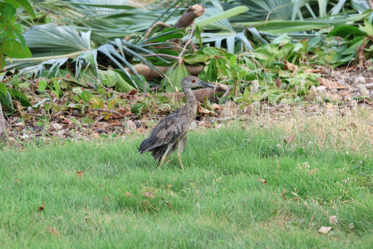 Martinete Coronado - ML646820266