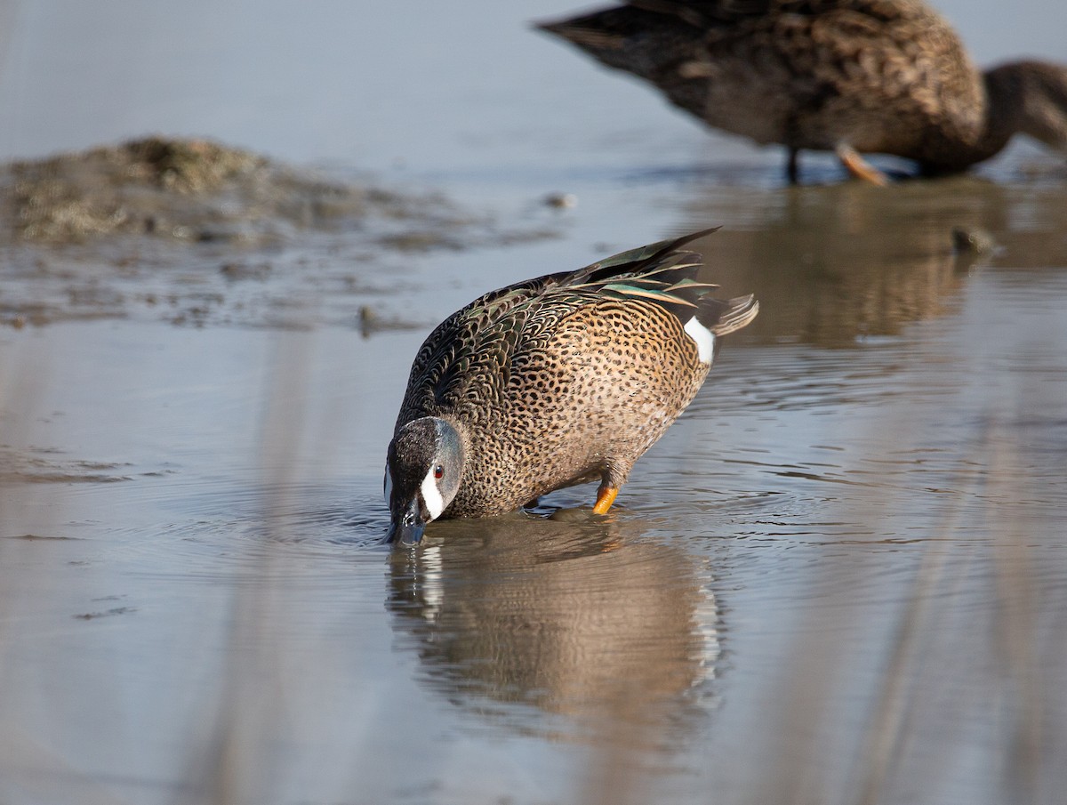Blue-winged Teal - ML646820267