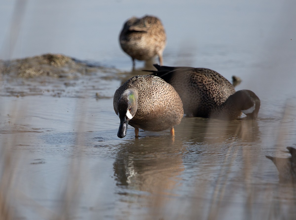 Blue-winged Teal - ML646820268
